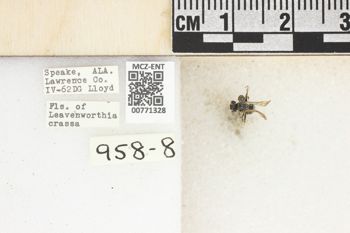 Media type: image;   Entomology 771328 Aspect: Labels